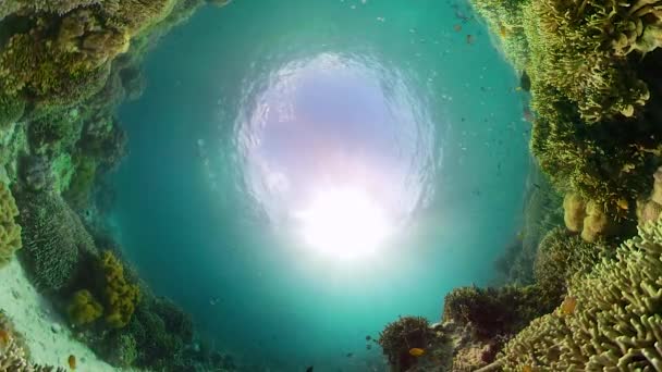 Vacker Undervattensvärld Med Korallrev Och Tropiska Fiskar Camiguin Filippinerna Resor — Stockvideo