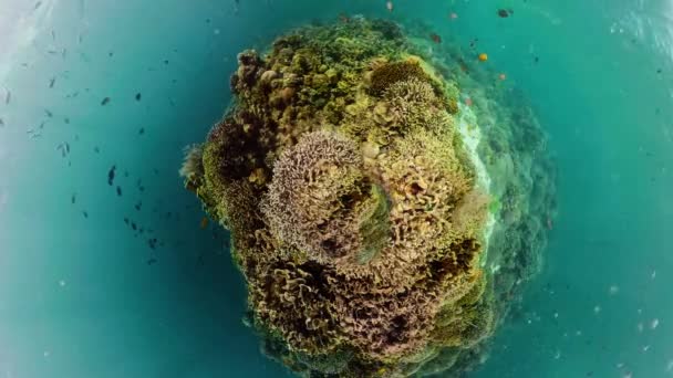 Liten Planet Korallrev Kustlandskap Med Fiskar Hårda Och Mjuka Koraller — Stockvideo