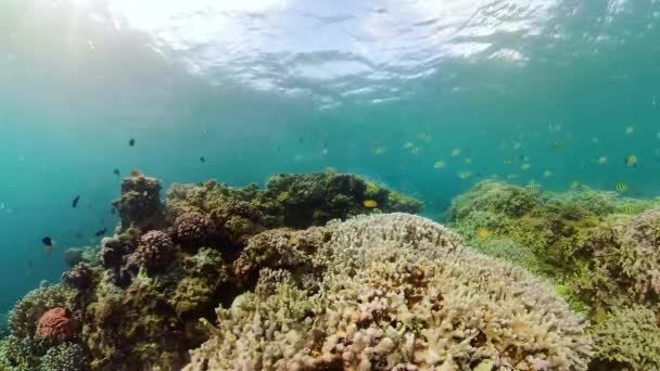 Koraalrif Tropische Vissen Onderwaterwereld Van Filippijnen — Stockvideo