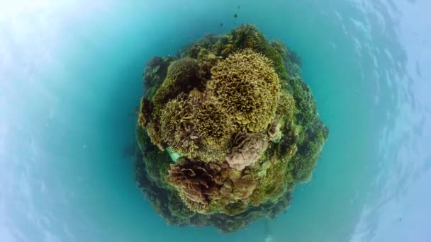 Tropiske Fisker Korallrev Liten Planet Utsikt Vann Havet Vann Camiguin – stockvideo