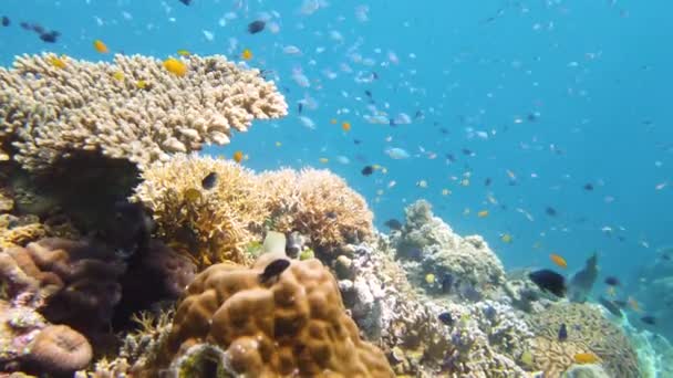 Rafa Koralowa Tropikalne Ryby Podwodny Świat Filipin Leyte Filipiny — Wideo stockowe