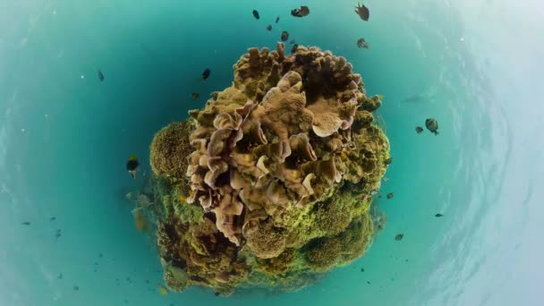 Paisaje Marino Arrecife Coral Tropical Con Peces Pequeña Vista Del — Vídeo de stock