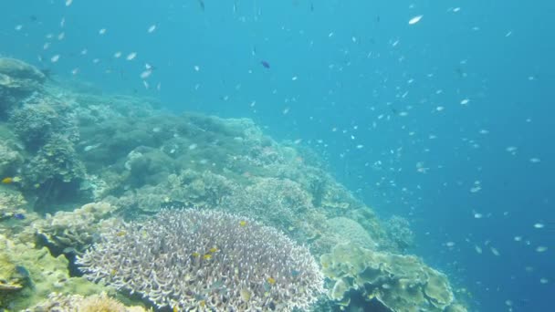 Coral Jardín Paisaje Marino Mundo Submarino Coloridos Arrecifes Coral Tropical — Vídeos de Stock