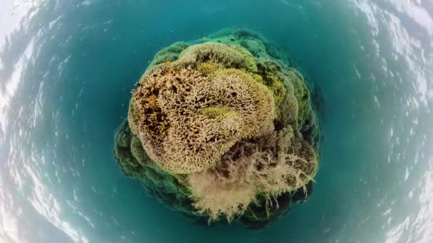 Tropické Ryby Korálové Útesy Při Potápění Malý Pohled Planetu Podmořský — Stock video