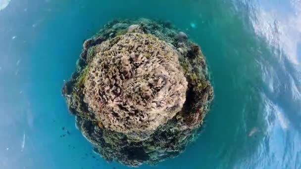 Τροπικά Ψάρια Και Κοραλλιογενείς Ύφαλοι Καταδύσεις Υποβρύχια Κόσμο Κοράλλια Και — Αρχείο Βίντεο
