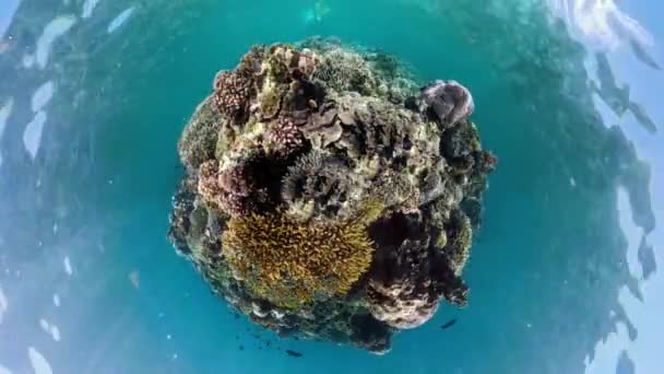 Liten Planet Korallrev Vattnet Med Tropiska Fiskar Hårda Och Mjuka — Stockvideo
