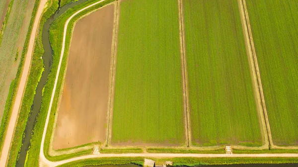 Вид Зелені Поля Перед Збиранням Влітку Фермерські Землі Сільськогосподарською Технікою — стокове фото