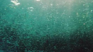Sardalya sürüleri berrak mavi sularda. Tropik sualtı manzarası. Bohol, Filipinler.