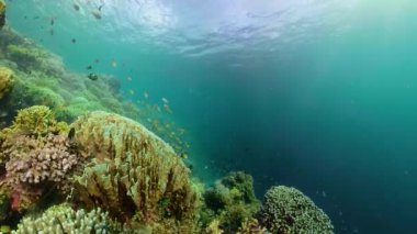 Mercan resifi ve tropikal balıklar 360 panorama. Filipinler 'in sualtı dünyası.