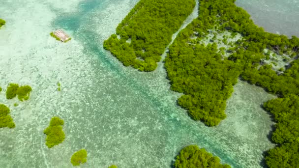 热带岛屿沼泽地区的红树林 菲律宾Bohol红树林景观 — 图库视频影像