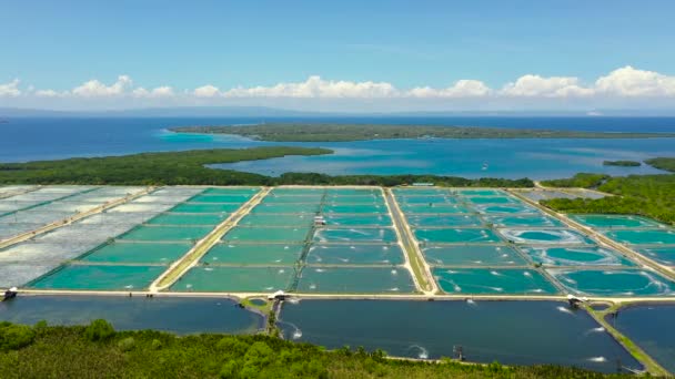 エアターポンプ付きのエビ養殖場の空中ビュー フィリピンのボホール エビ養殖用池 — ストック動画