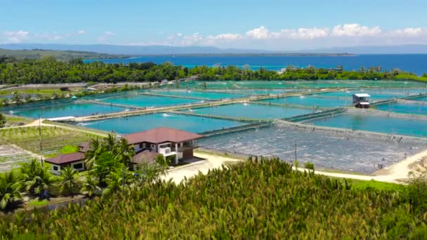 Letecký Pohled Rybářskou Krevetovou Farmu Filipínském Boholu Rybníky Pro Lov — Stock video