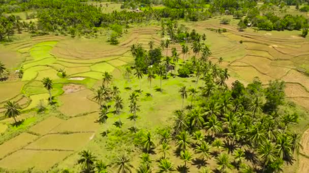 Filipinler Deki Pirinç Teraslarının Havadan Görünüşü Asya Daki Pirinç Tarlaları — Stok video
