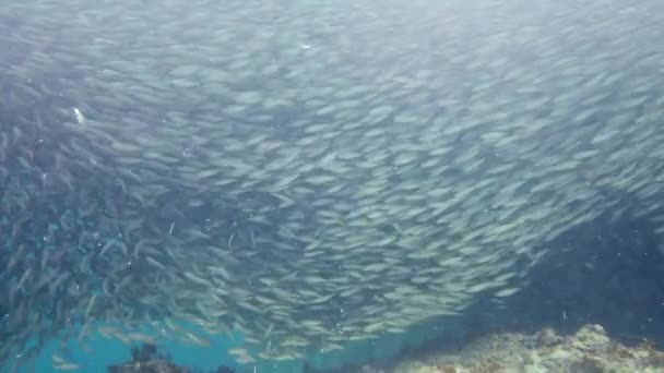 Cardumes Sardinhas Oceano Paisagem Subaquática Tropical Bohol Filipinas — Vídeo de Stock