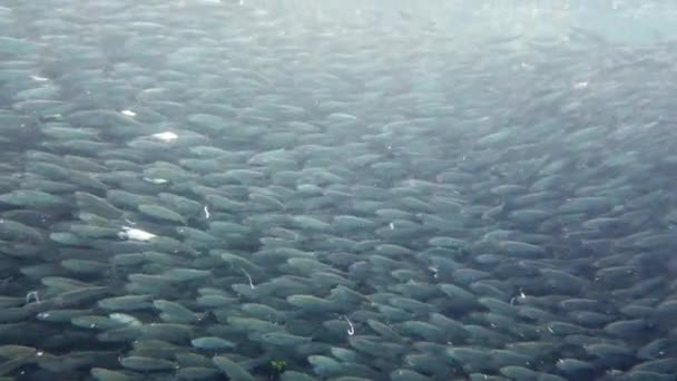 Gigantische School Sardines Helder Water Tropisch Onderwaterlandschap Bohol Filipijnen — Stockvideo