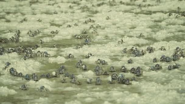 Skupina Vojenských Krabů Pláži Armáda Vojenských Krabů Pobřeží Bohol Filipíny — Stock video