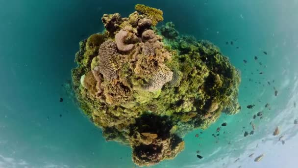 Little Planet View Tropical Coral Reef Underwater Fishes Corals Camiguin — Stock Video