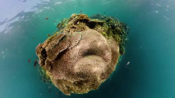 Malý Pohled Planetu Podvodní Krajina Tropickými Rybami Korály Životní Korálový — Stock video