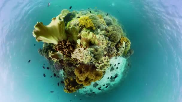Pequeña Vista Del Planeta Mundo Nderwater Arrecife Coral Con Peces — Vídeos de Stock