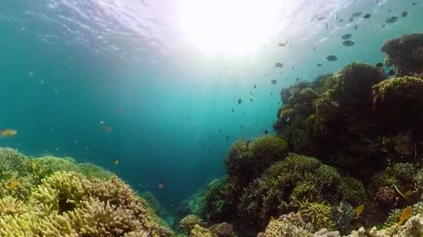 Tropisch Koraalrif 360 Panorama Onderwater Vissen Koralen Camiguin Filipijnen — Stockvideo