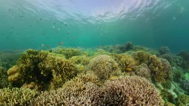 Onderwater Fish Reef Marine 360 Panorama Tropische Kleurrijke Onderwater Zeegezicht — Stockvideo