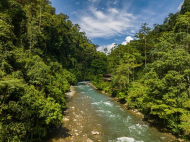Ormanda tropik bitki örtüsü olan bir nehir. Sumatra. Bukit Lawang. Endonezya.
