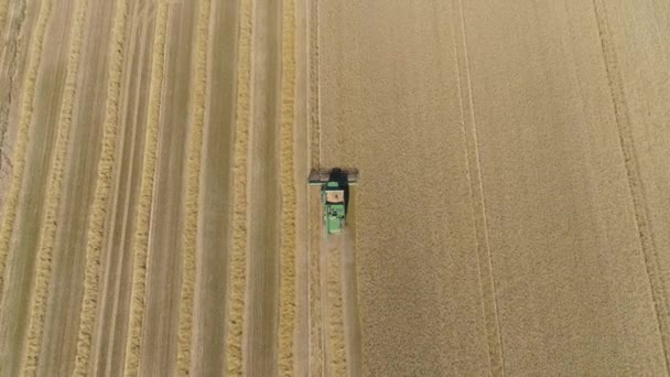 Combine Harvester Work Harvesting Field Wheat Aerial View Combine Harvester — Stock Video