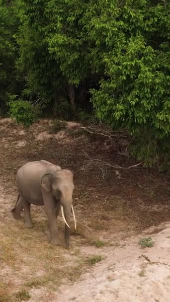 Widok Lotu Ptaka Słonia Ich Naturalnym Środowisku Park Narodowy Kumana — Wideo stockowe