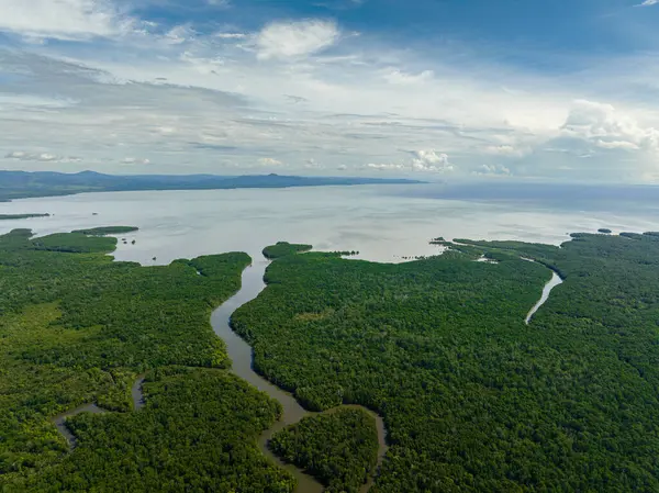 Aerial drone of mangroves on the coast of the island of Borneo and the sea. Reserve with mangroves. Malaysia.