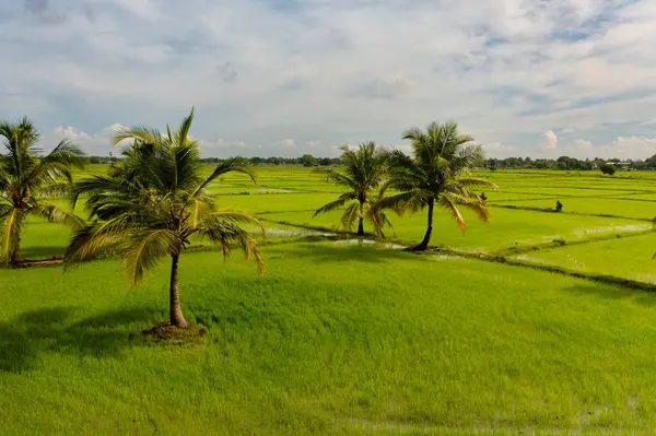Рисові Поля Сільськогосподарські Угіддя Сільській Місцевості Шрі Ланка — стокове фото
