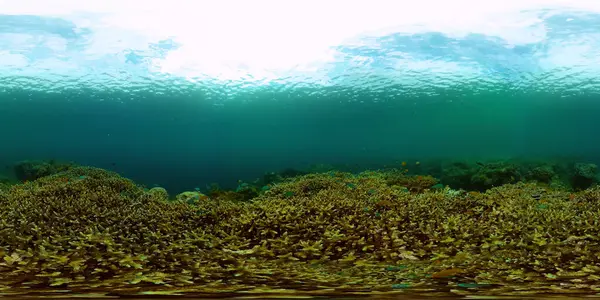 熱帯魚やサンゴと美しい水中風景 生命のサンゴ礁 サンゴ礁サンゴ園水中 フィリピンだ 360Vrビデオ — ストック写真