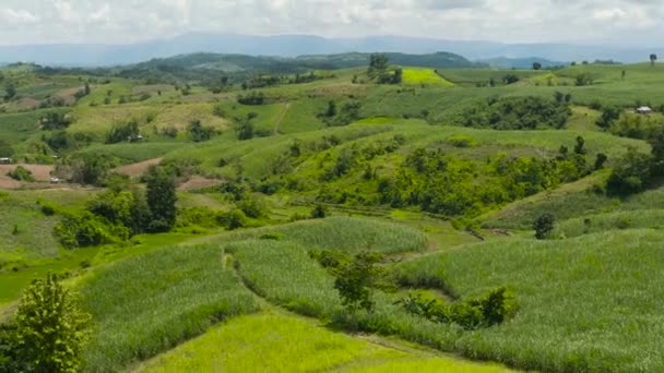Plantations Sugar Cane Agricultural Land Slopes Hills Negros Philippines — Vídeo de Stock