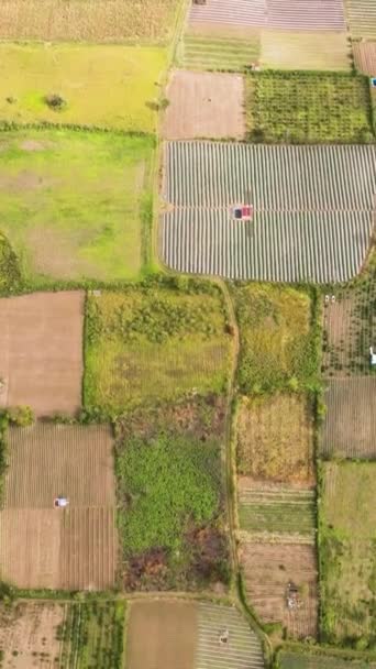 农村的农地 苏门答腊的农业景观 印度尼西亚 贝拉斯塔吉 — 图库视频影像