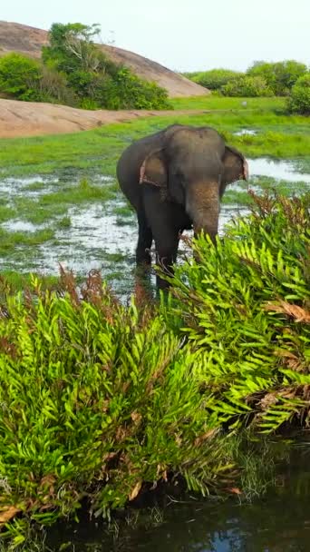 湿地での熱帯植物の間で象の空中ビュー アルガム湾 スリランカ — ストック動画