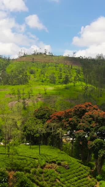 Green Tea Plantations Mountainous Province Sri Lanka Tea Estate Landscape — Stock Video