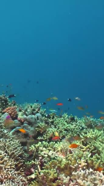 산호초입니다 물고기와 Sipadan 말레이시아 — 비디오