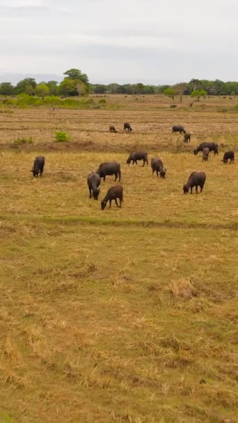 一群水牛和公牛收割后在稻田里吃草 垂直录像 — 图库视频影像
