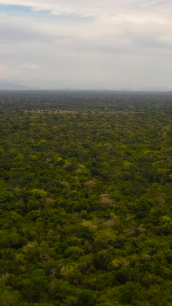 Vista Superior Floresta Tropical Selva Sri Lanka Vídeo Vertical — Vídeo de Stock