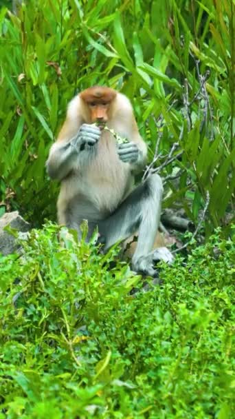 Proboscide Scimmia Mangiare Vegetazione Tropicale Nella Giungla Borneo Labuk Bay — Video Stock