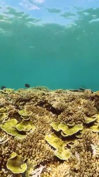 トロピカルフィッシュサンゴ マリンリーフ 熱帯生物 トロピカル水中魚類 — ストック動画