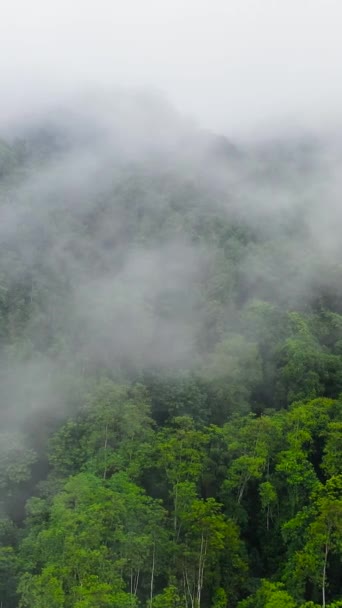 Κάτοψη Του Πράσινου Δάσους Στα Βουνά Καλυμμένο Ομίχλη Και Σύννεφα — Αρχείο Βίντεο