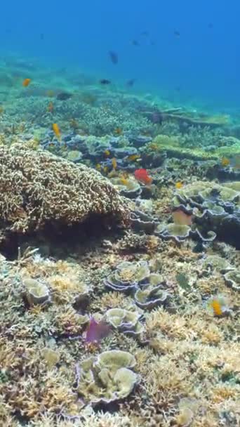 Koraalrif Scène Kleurrijk Onderwater Zeegezicht Prachtig Zacht Koraal Zeekoraalrif Sipadan — Stockvideo