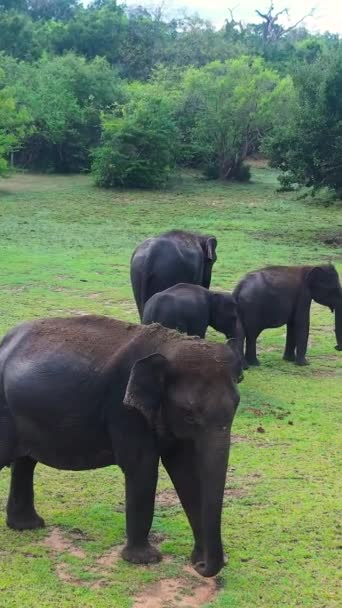 Rodzina Słoni Parku Narodowym Środku Dżungli Dzikie Zwierzęta Sri Lanki — Wideo stockowe