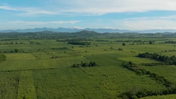 Plantations Canne Sucre Vue Haut Sur Fond Montagnes Lever Soleil — Video