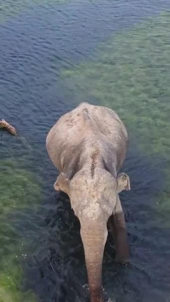 서식지에 코끼리 아루감 스리랑카 — 비디오