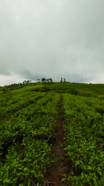 Tea Plantations Indonesia Mountain Landscape Tea Estate Kayu Aro Sumatra — Stock Video