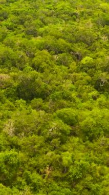 Yağmur ormanlarında yeşil ağaç taç ve yukarıdan orman manzarası. Sri Lanka Dikey Videosu.