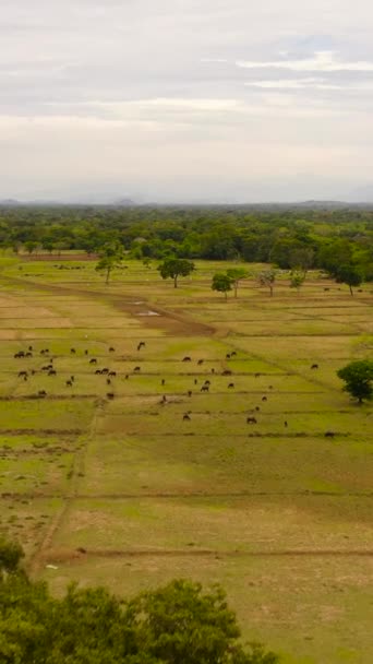 Uma Área Rural Com Gado Pastando Campos Agrícolas Entre Floresta — Vídeo de Stock