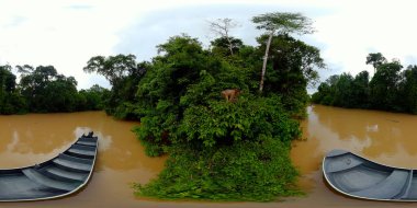 Yağmur ormanlarında ağaç dalında bir maymun. Borneo, Malezya, Sukau. VR 360.
