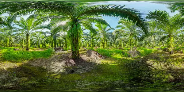 Borneo, Malezya 'daki petrol palmiye tarlaları. Petrol palmiyesi. 360 panorama VR.